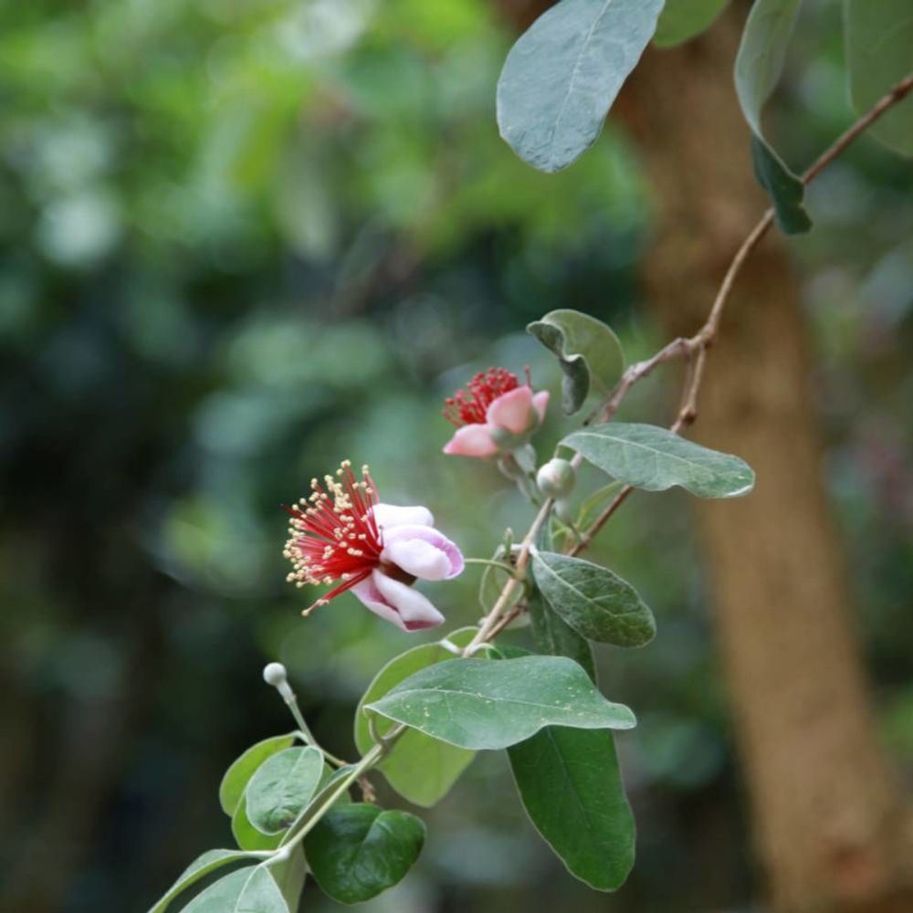 Goyavier du brésil triumph, acca, feijoa pot de 7,5l - 40/60 cm