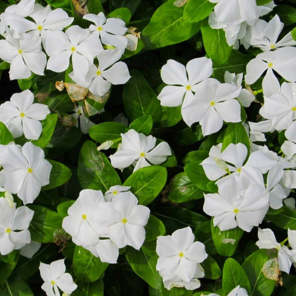 2 Petites Pervenches 'Alba' (Vinca Minor '…