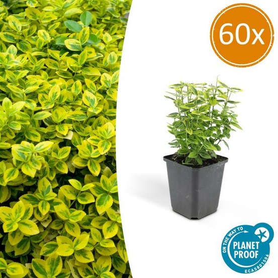 Fusain de fortune 'emerald 'n gold' x60 – entre 3,75 et 5m2