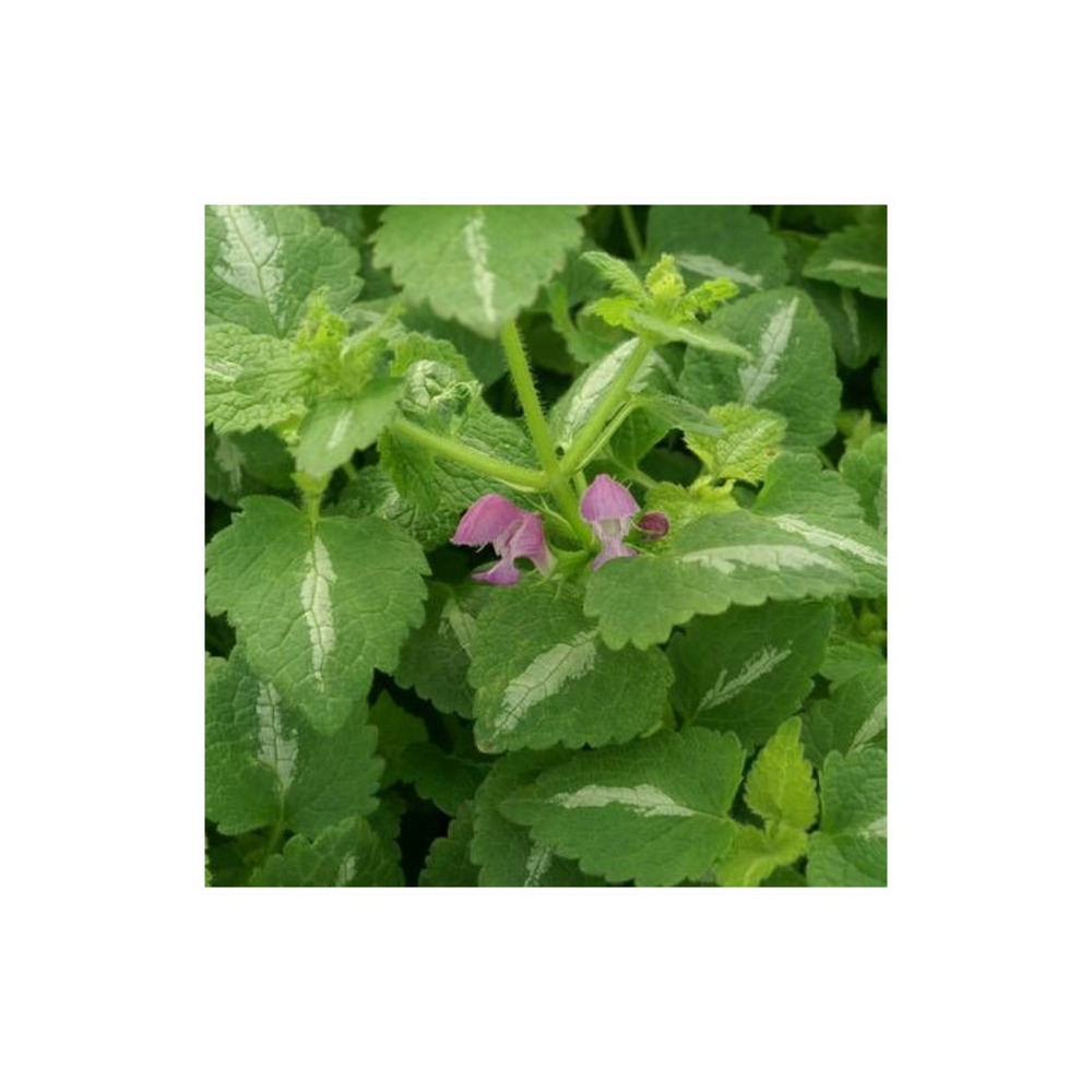 Lamier maculé chequers lot de 5 godets