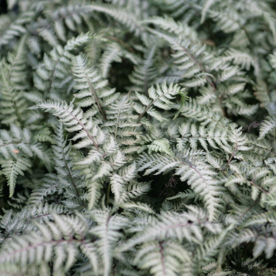 Athyrium niponicum 'pewter lace' godet de 8/9 cm