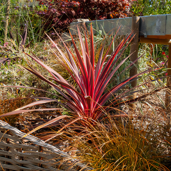 Cordyline australis pink passion® - le pot / 1l