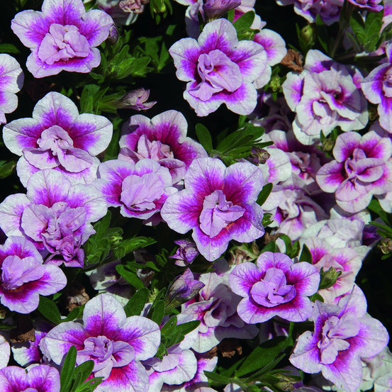 3 calibrachoas pinktastic - les 3 pots / ø 10.5cm