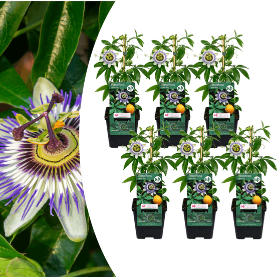Passiflore bleue - passiflora caerulea - 6 plants - pot ø9 cm