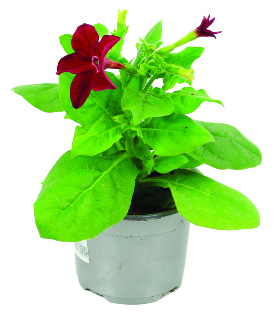 Tabac pot 10,5 cm