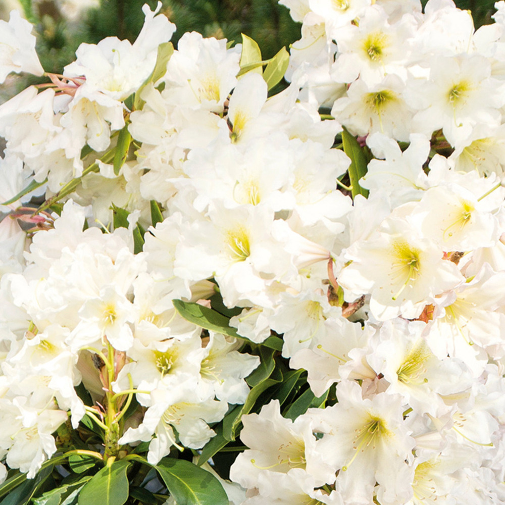 Rhododendron inkarho weiße dufthecke pot de 4l/5l