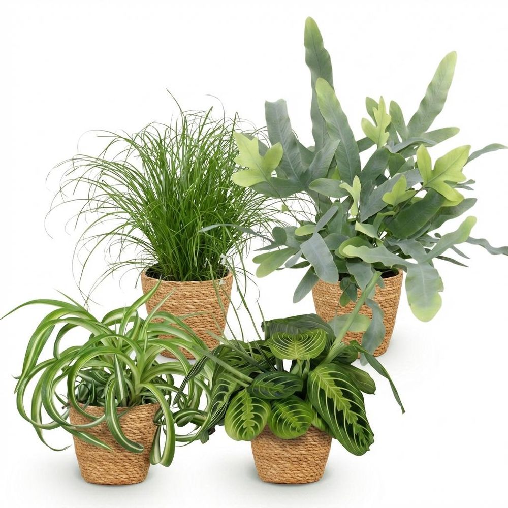 Chlorophytum - cyperus - phlebodium - marantha - pet-friendly - pot de 12cm - hauteur 25cm