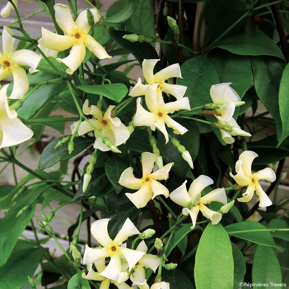 Jasmin étoilé 'chili & vanilla' godet de 8/9 cm