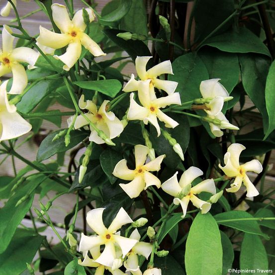 Jasmin étoilé 'chili & vanilla' godet de 8/9 cm