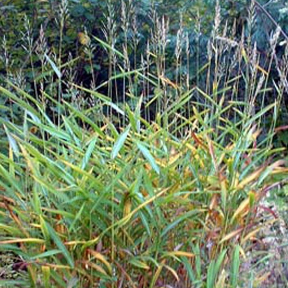 6 x spodiopogon sibiricus - spodiopogon sibiricus  - godet 9cm x 9cm