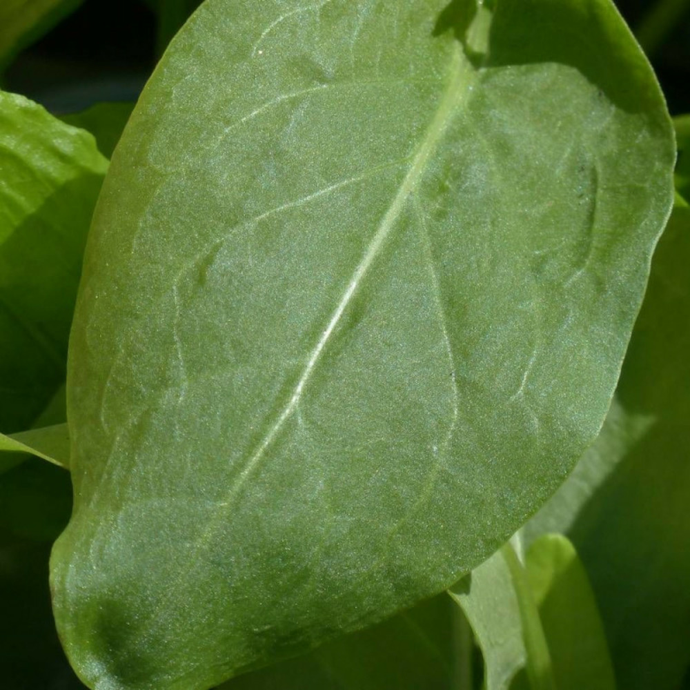 Graines d'oseille large de belleville - vilmorin sachet