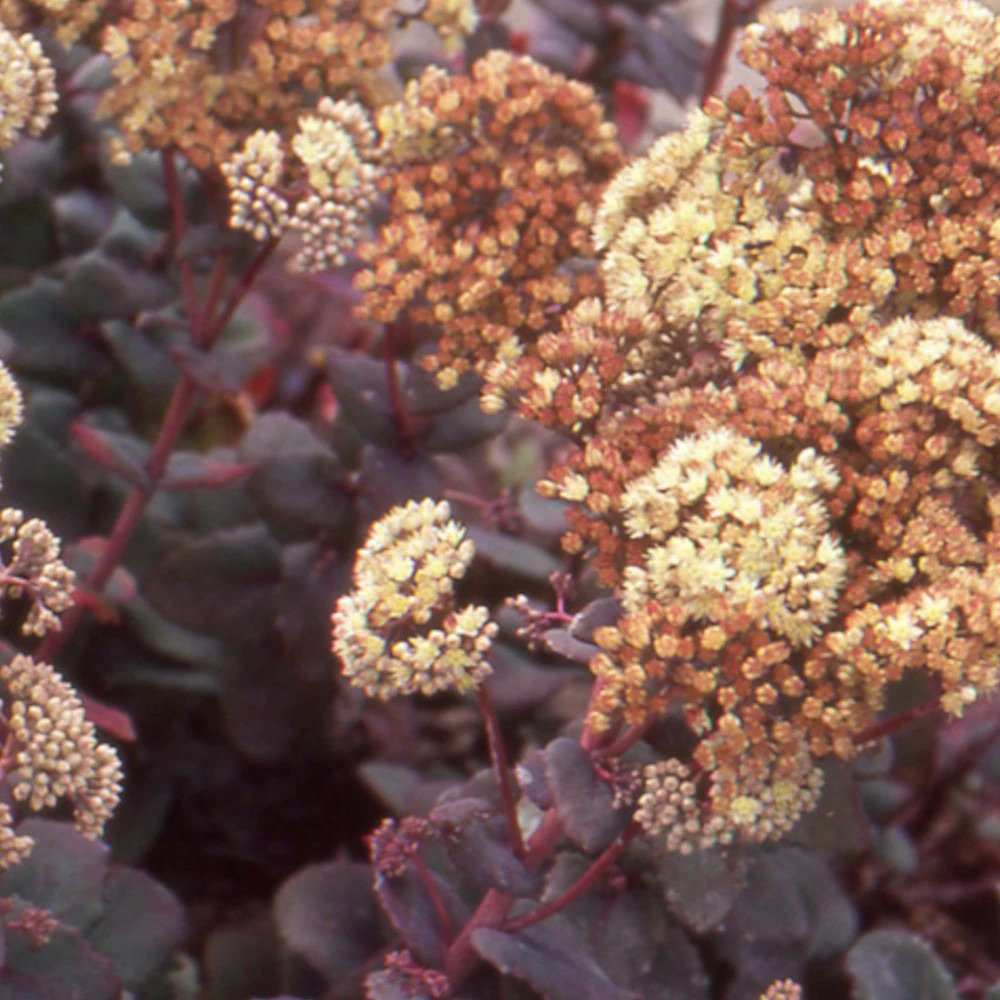 Orpin hab gray, sedum lot de 9 godets