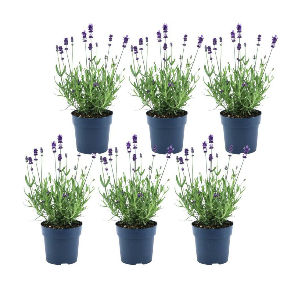 Lavande angustifolia felice® lot de 6 - 12 cm - plante fleurie extérieur