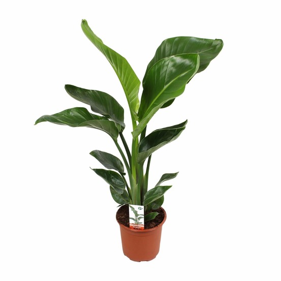 Strelitzia nicolai - h70 cm - ø17 cm