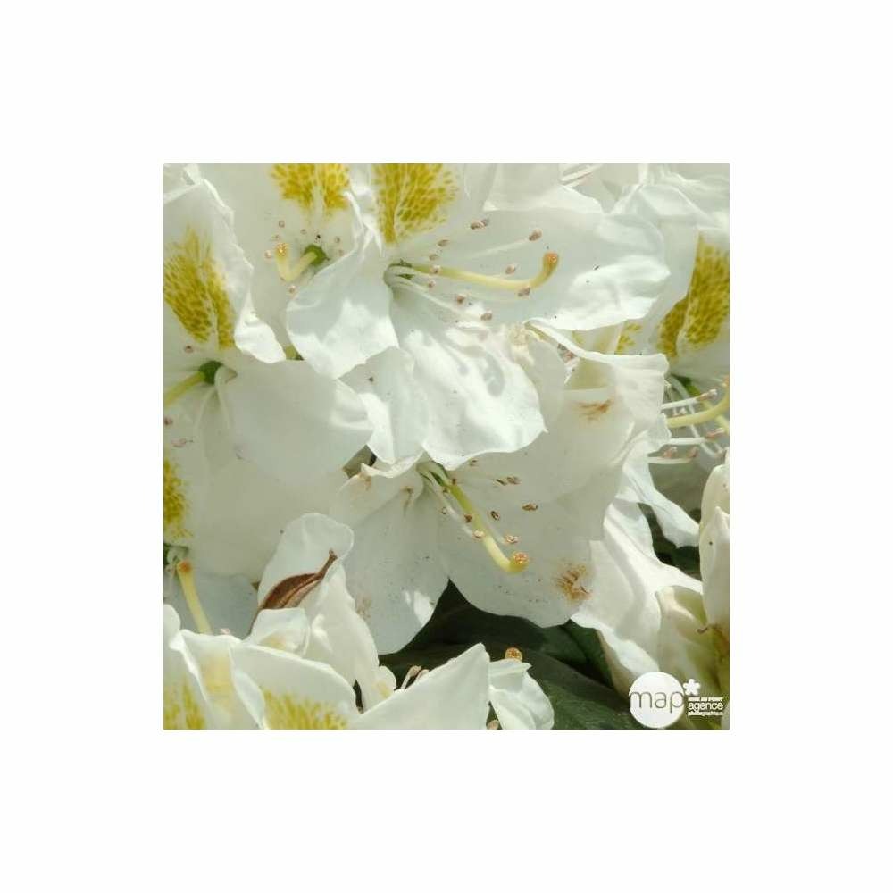 Rhododendron x 'mme masson': 4 litres (blanc à macule jaune)