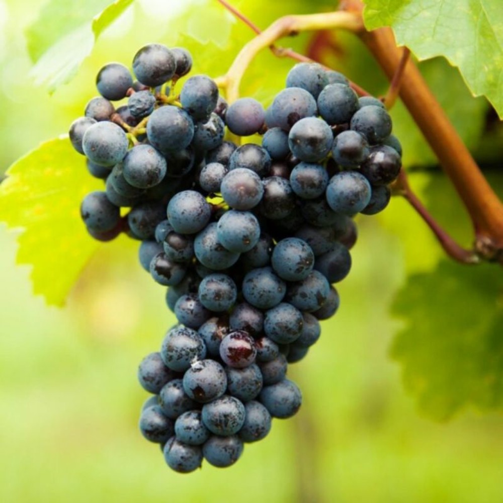 Pied de vigne rouge boskoop glory 50/60cm pot 2l - vitis boskoop glory