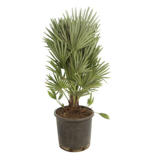 Palmier nain siciliana chamaerops humilis siciliana 50 cm pot 28cm