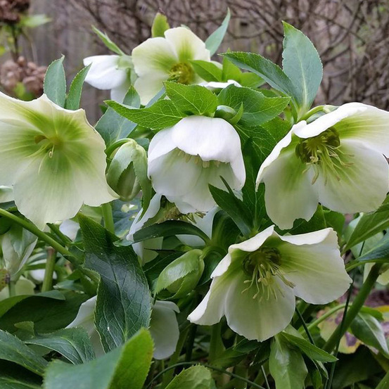 6 x hellébore orientale 'white lady' - helleborus orientalis 'white lady' - godet 9cm x 9cm