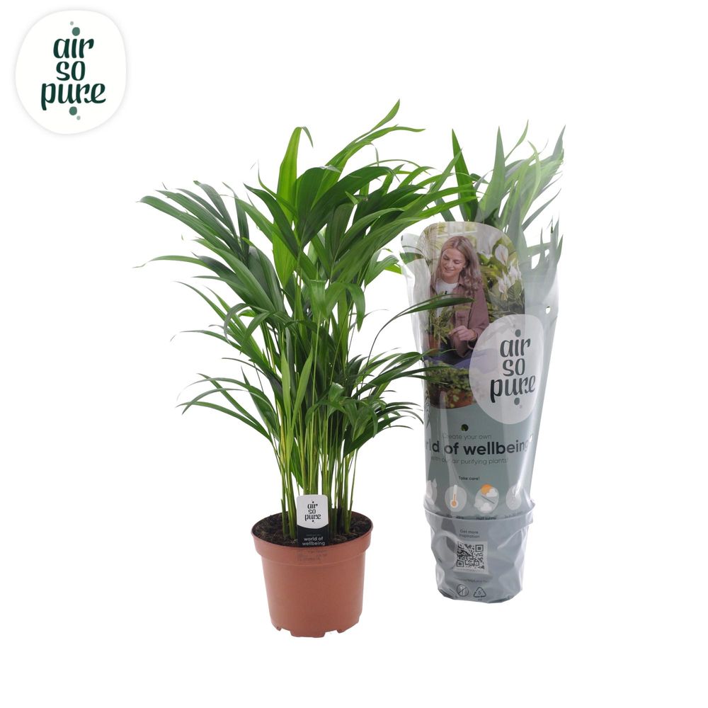 Dypsis lutescens - ø17cm - ↕65cm - plantes d'intérieur