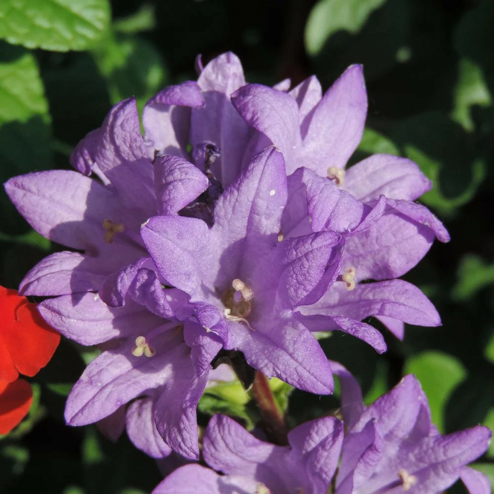 Campanule agglomérée freya, campanule glomerata lot de 9 godets