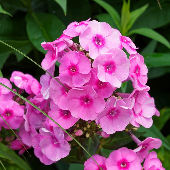 3 phlox paniculé rose vif - le paquet de 3 racines nues, vendu par lot de 4