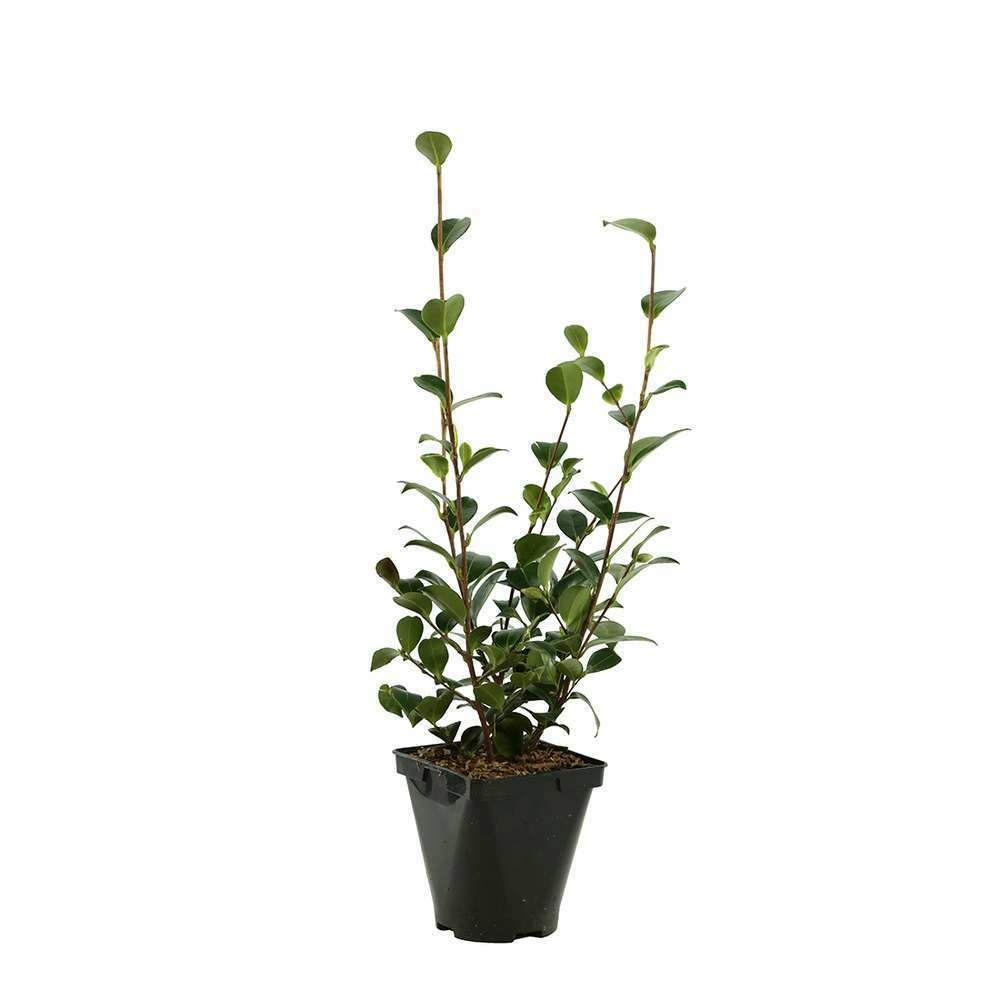 Camélia sinensis:pot 2l