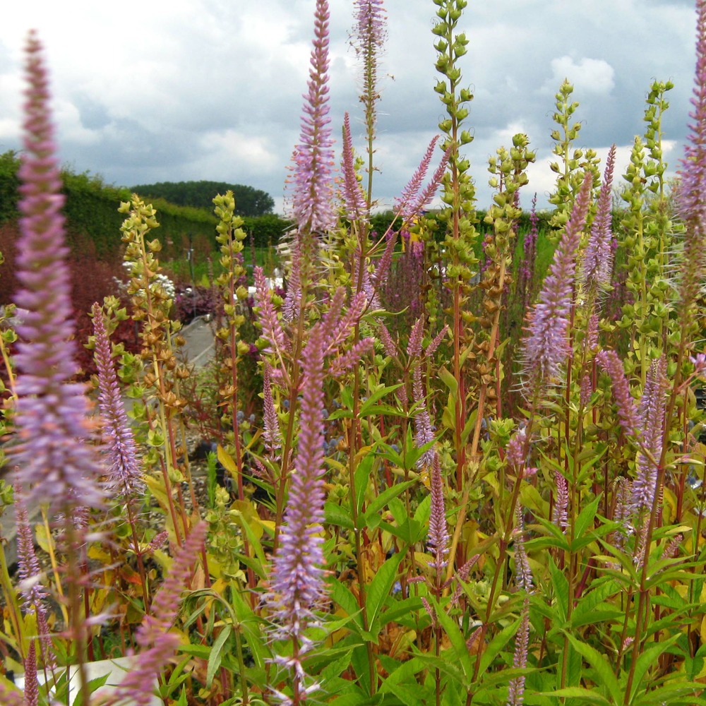 Veronicastrum virginicum 'adoration' godet de 8/9 cm