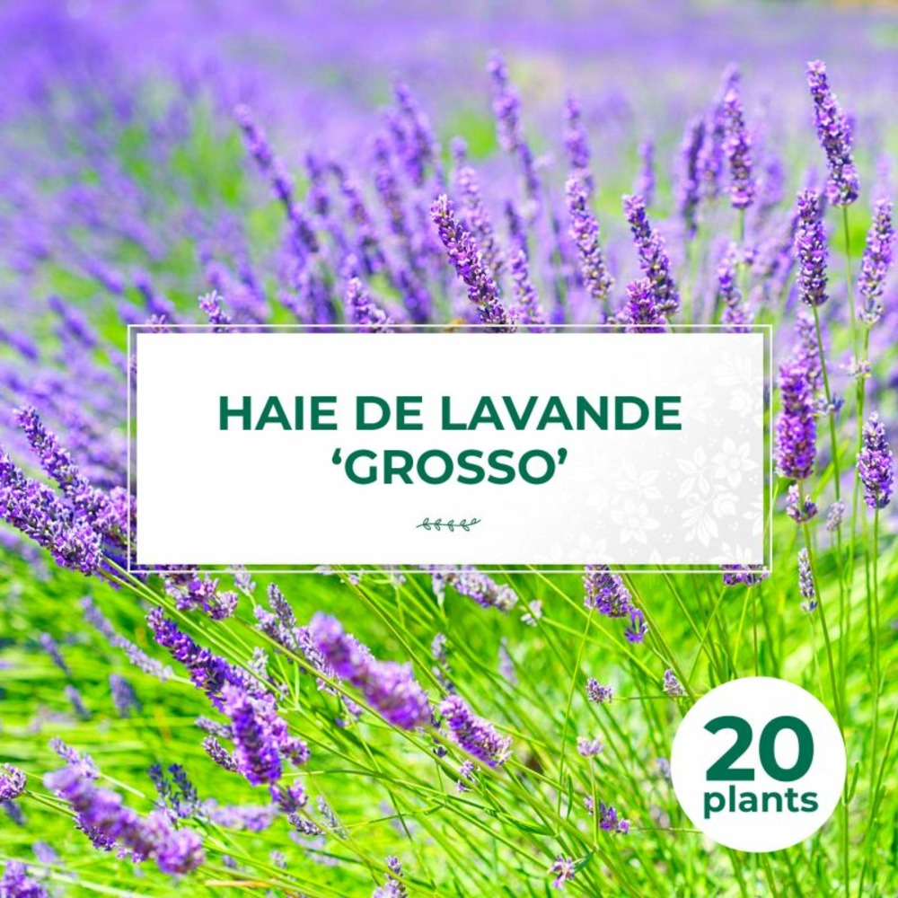 20 Lavande 'Grosso' (Lanvandula 'X Interme…