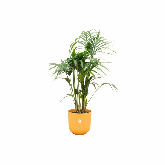 Palmier kentia 160cm et son pot jaune 26cm - hauteur 160cm