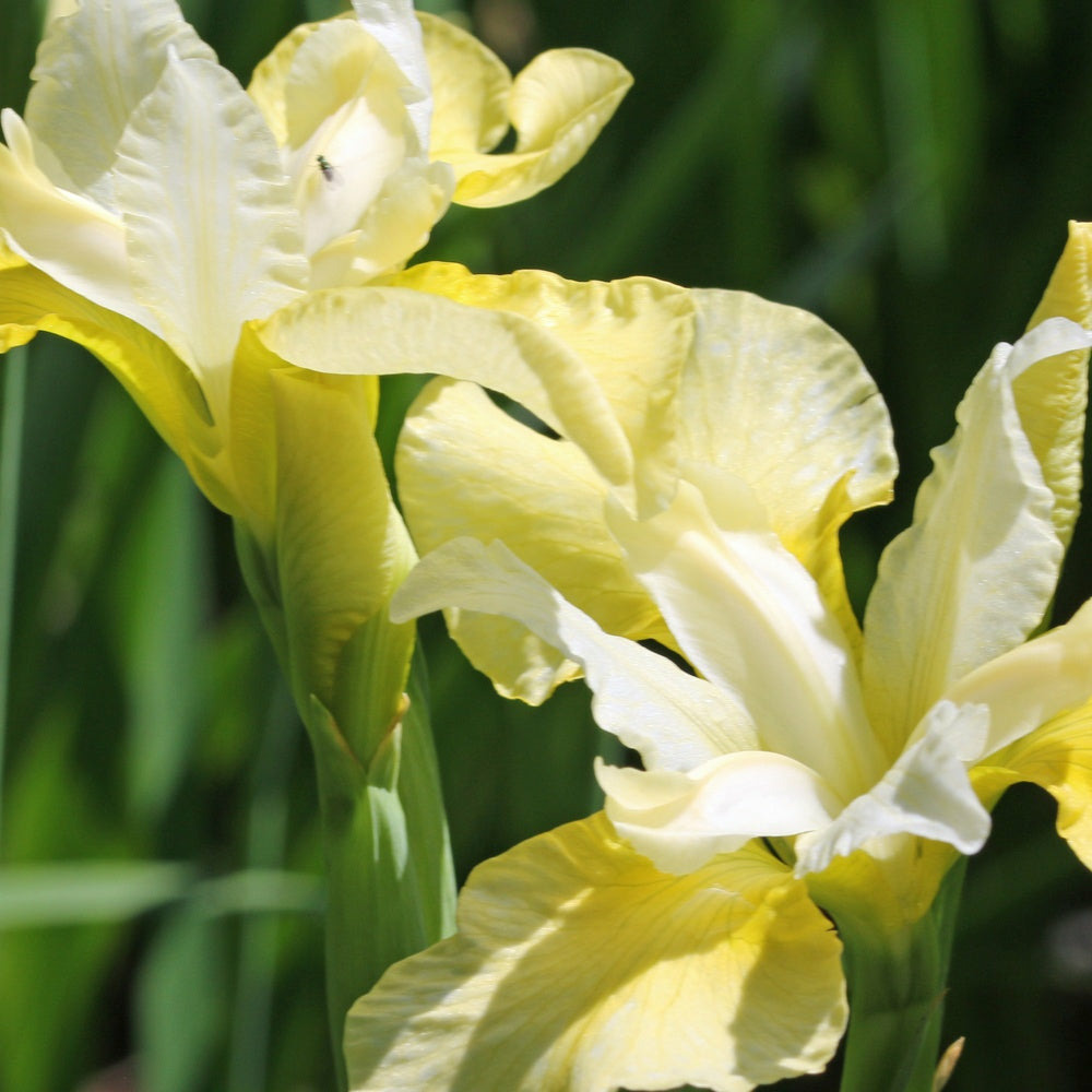 Iris de sibérie butter and sugar, le pot / ø 11cm