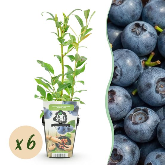 Myrtillier 'northland' - lot de 6 - pot 9 cm - hauteur 35 cm - plante d'extérieur