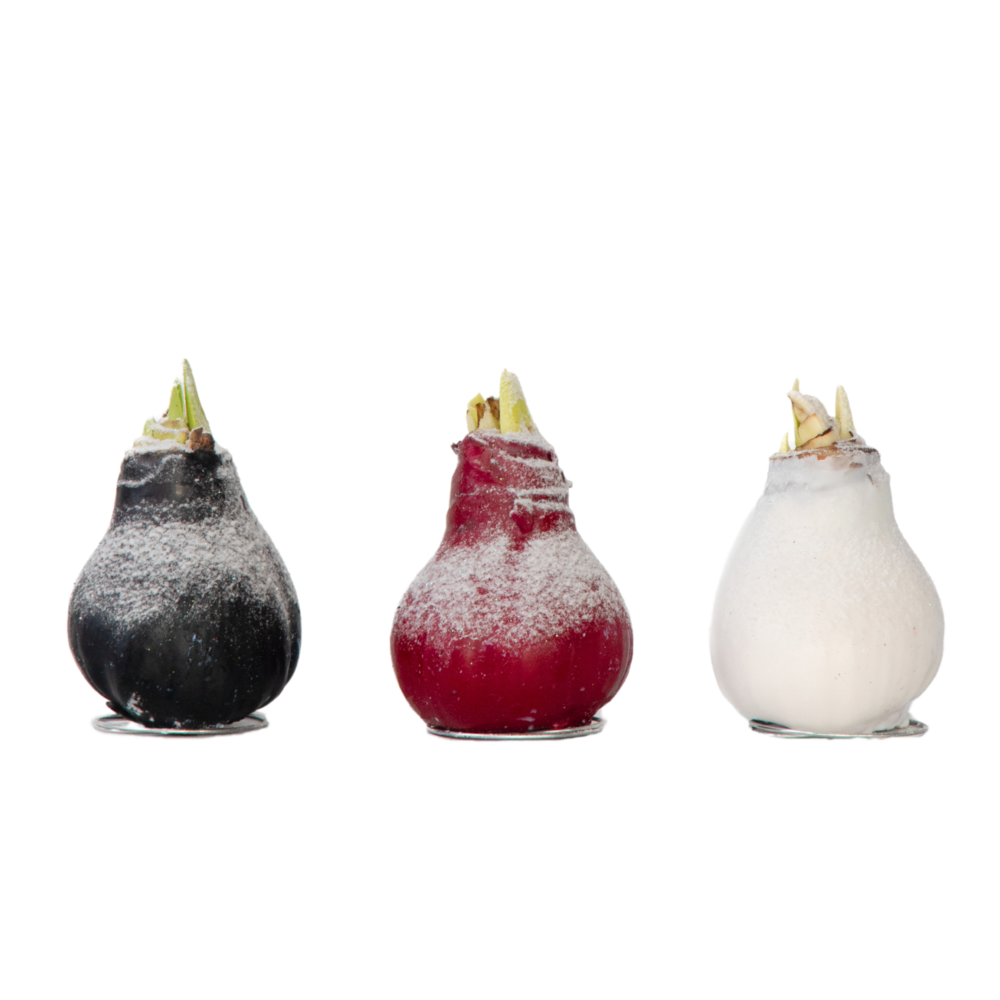 Amaryllis - hippeastrum 'wax snow mix' - bulbe de fleur - rouge