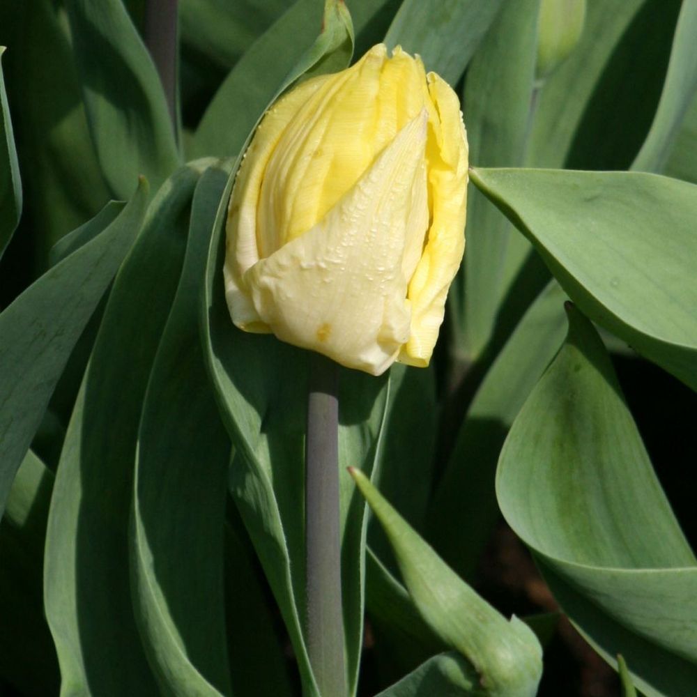 Tulipe simple hative 'sunny prince' bulbe calibre 12+ (par 10)
