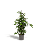 Plante d'intérieur - ficus benjamina  h95cm 95cm