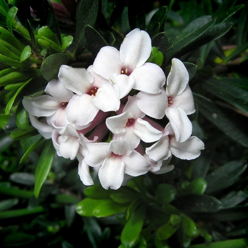 Daphné hybride 'eternal fragrance' ® (daphne x transatlantica 'eternal fragrance' ®)