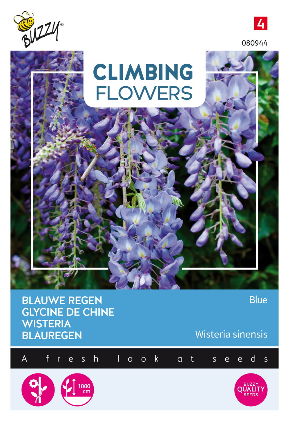 Buzzy climbing flowers, wisteria bleu - ca. 5 graines (livraison gratuite)