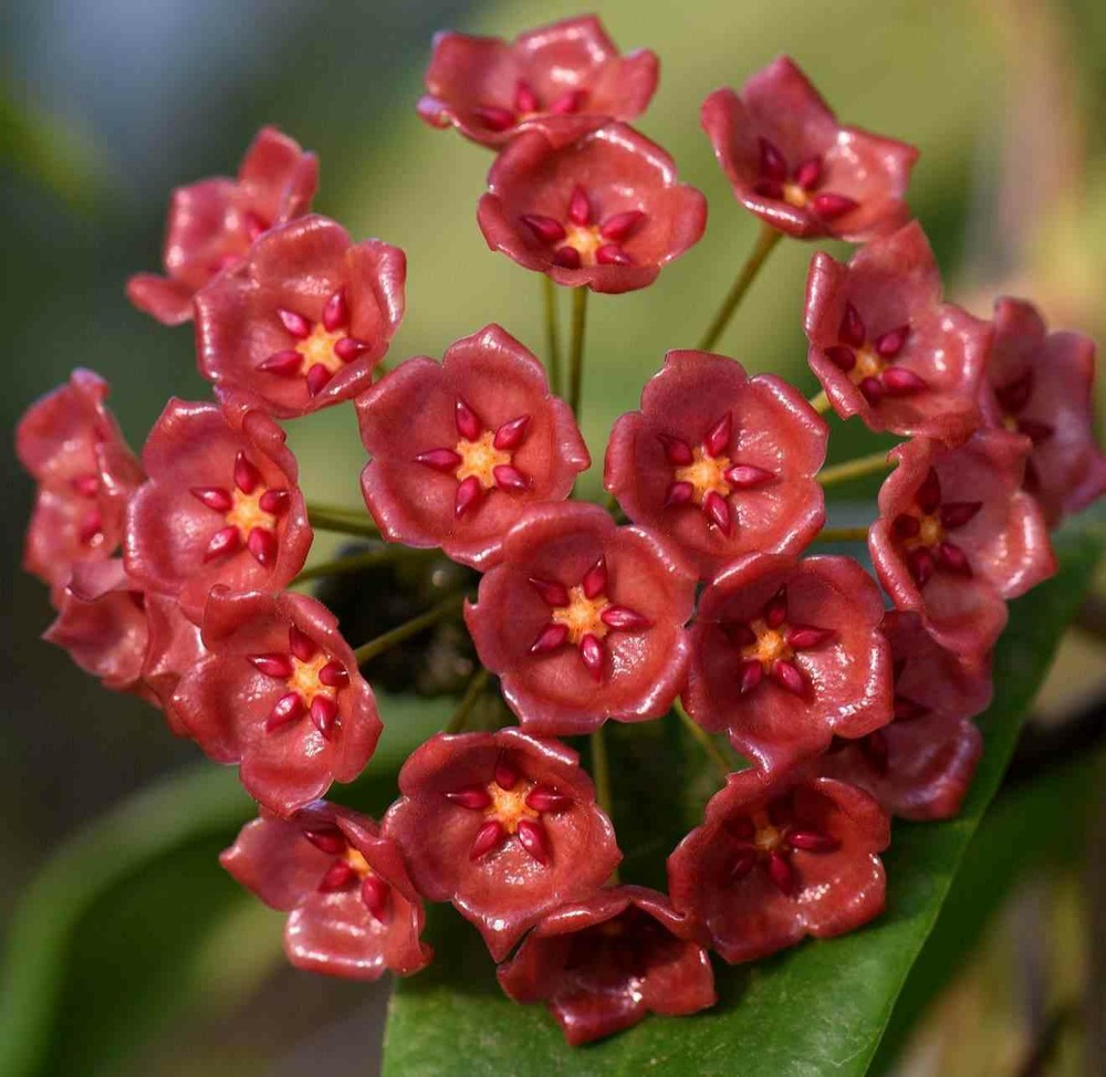 Hoya siariae (fleur de porcelaine, fleur de cire) rouge - taille pot de 2 litres - 20/40 cm