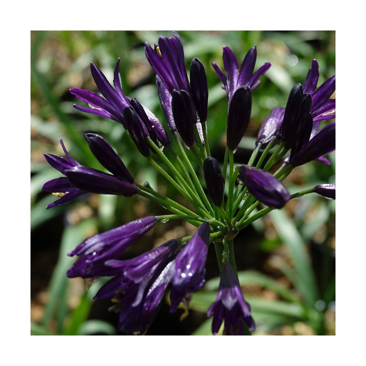 Agapanthe africanus pitchoune® violet 'mill04'/agapanthus africanus pitchoune® violet 'mill04'[-]pot de 4l - 20/40 cm