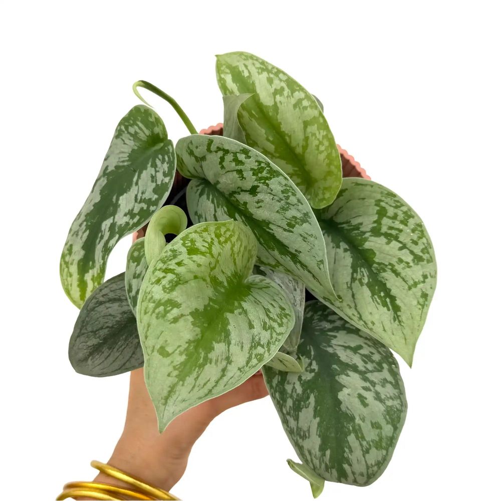 Scindapsus pictus trebie - pot de 12cm
