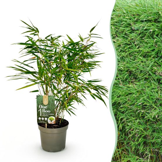 Bambou fargesia rufa - pot 17 cm - hauteur 60 cm - plante d'extérieur
