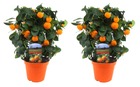 Citrus calamondin sur support - set de 2 - pot 14cm - hauteur 35-40cm