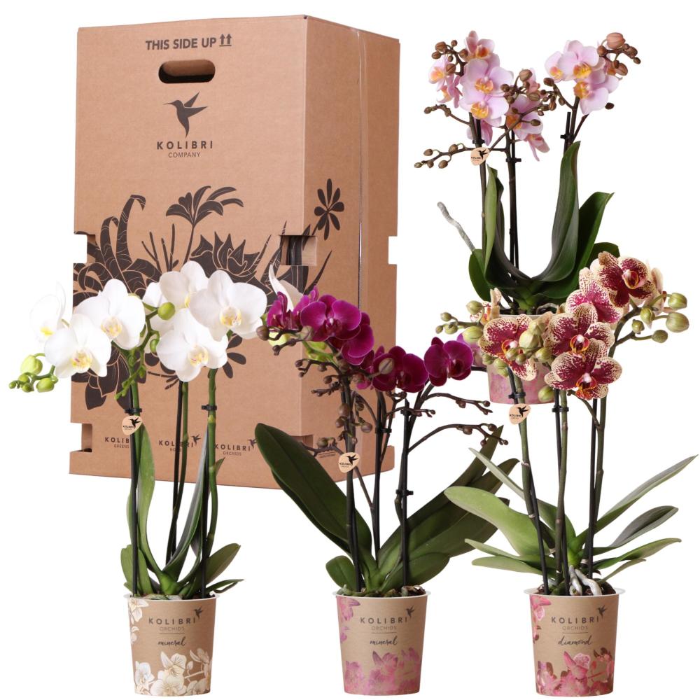 Orchidées kolibri - mélange de boîte surprise - avec 4 orchidées différentes