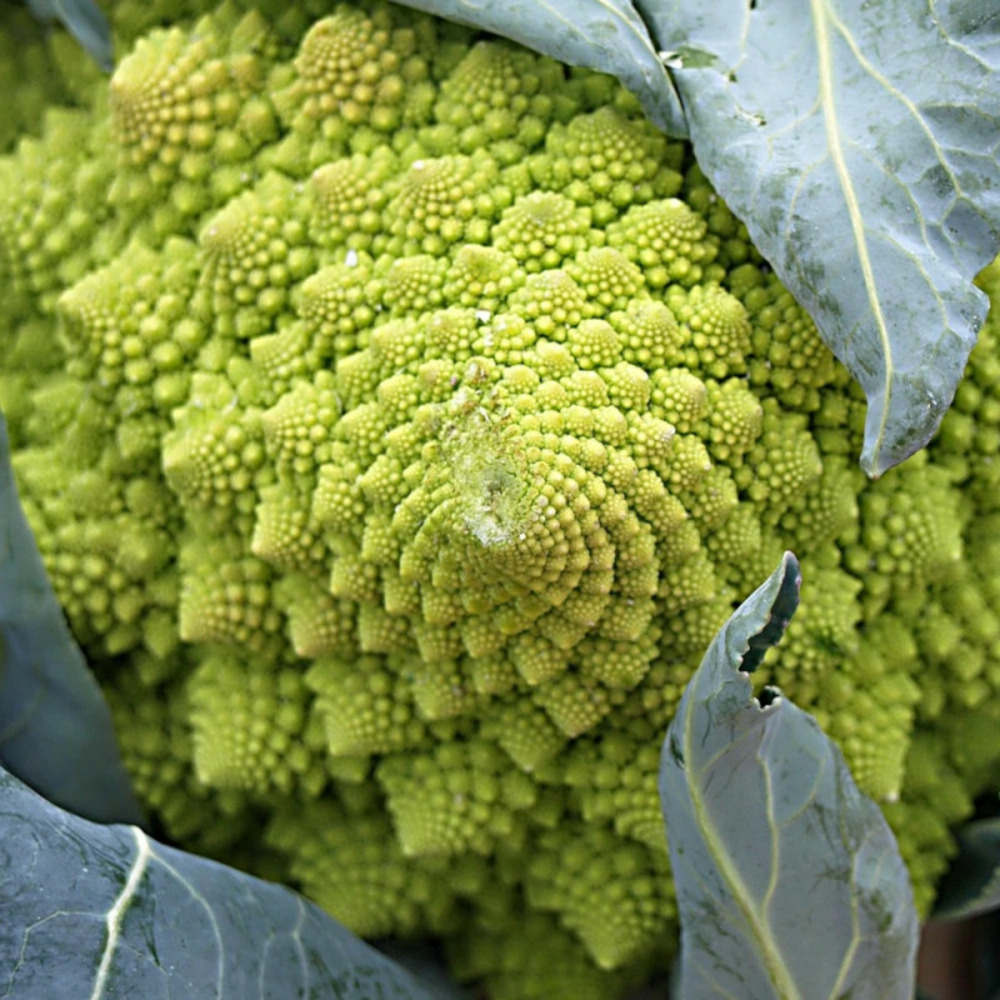 Plants de chou romanesco navona f1 barquette de 6 mottes