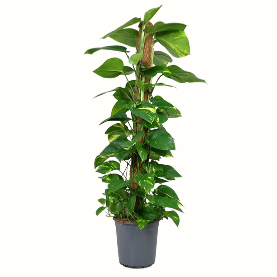 Epipremnum pinnatum aureum - 150cm