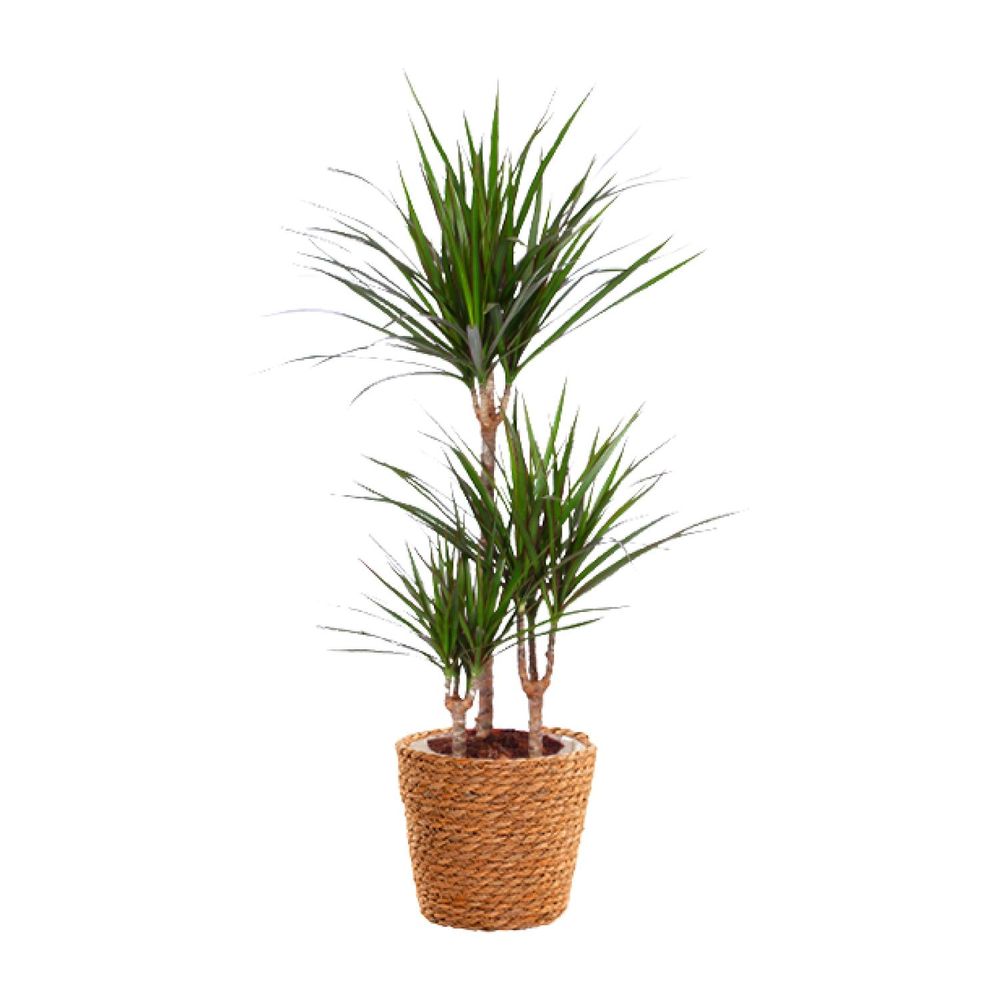 Dracaena marginata - ø21cm - ↕95cm + panier en jonc de mer - plantes d'intérieur