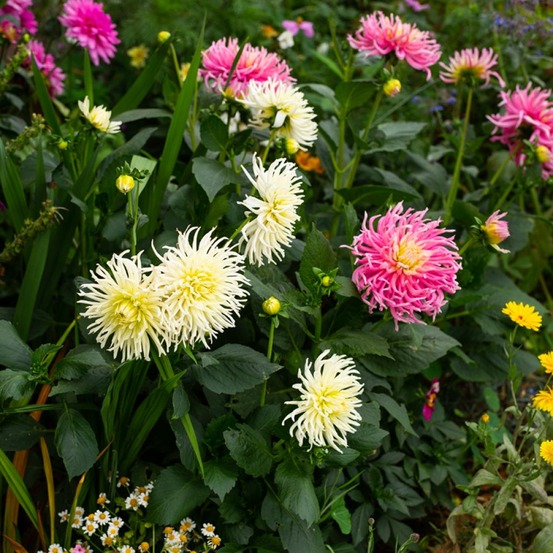 Dahlia variabilis 'cactus hybrids mixed' le sachet de 50 graines environ (0,6g)