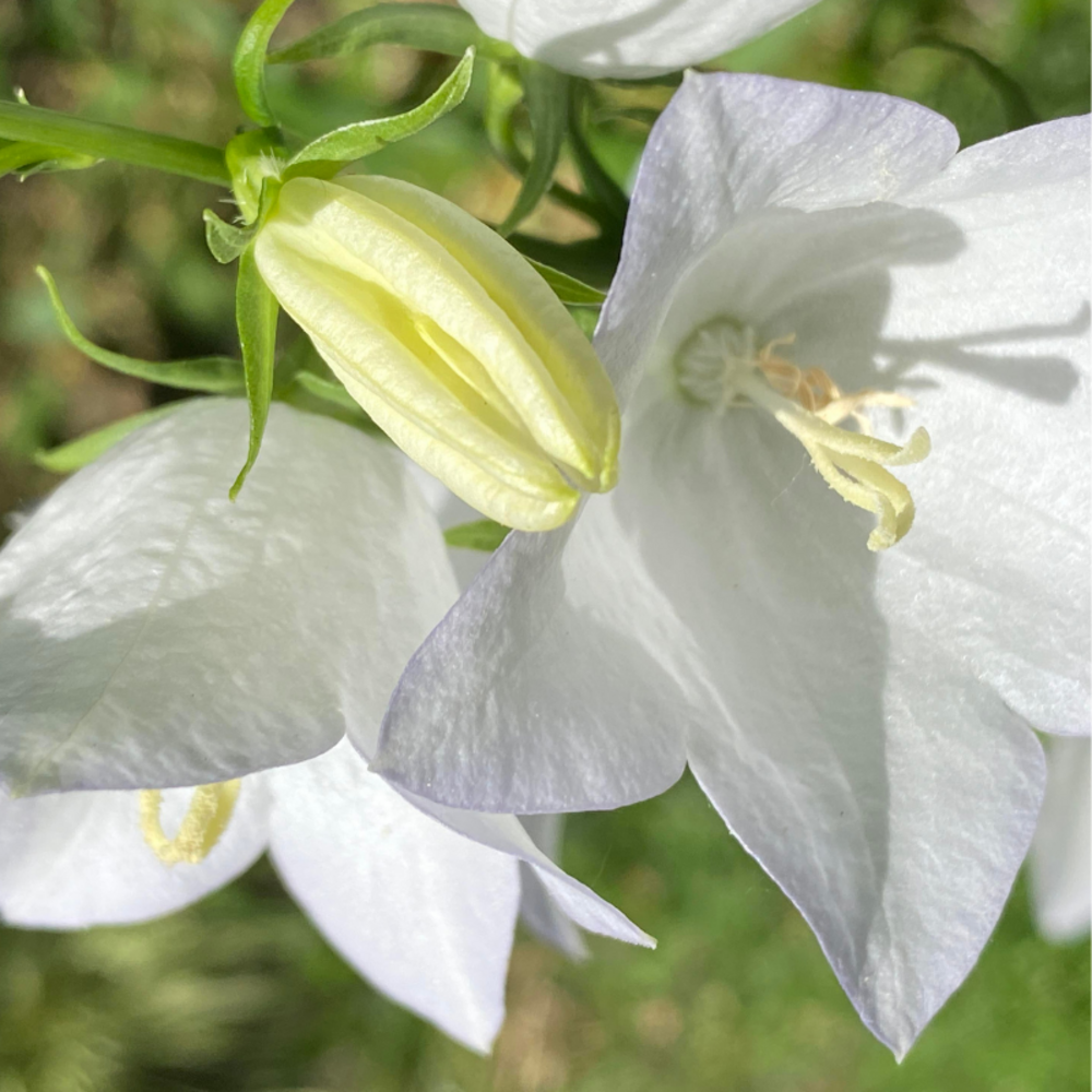 Campanule des murets - campanula poscharskyana e.h. Frost - 10 cm godet de 9 cm - blanc