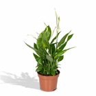 Plante d'intérieur - spathiphyllum  h45cm 45cm