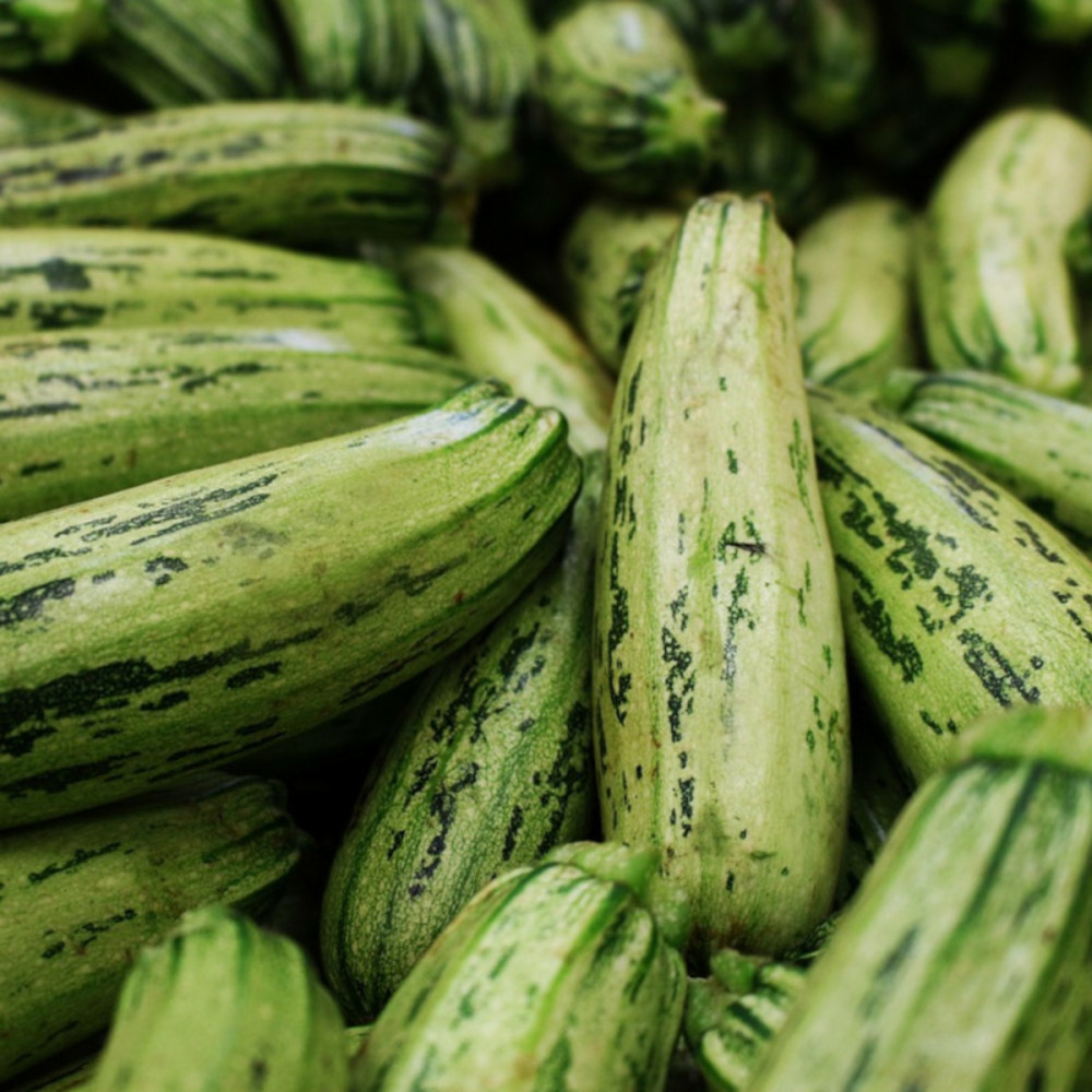 Graines de courgette verte non coureuse d'italie - vilmorin sachet