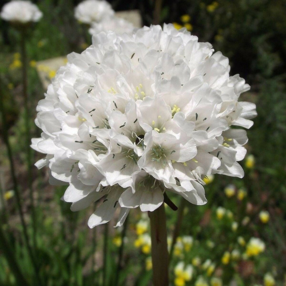 Gazon d'espagne blanc lot de 9 godets